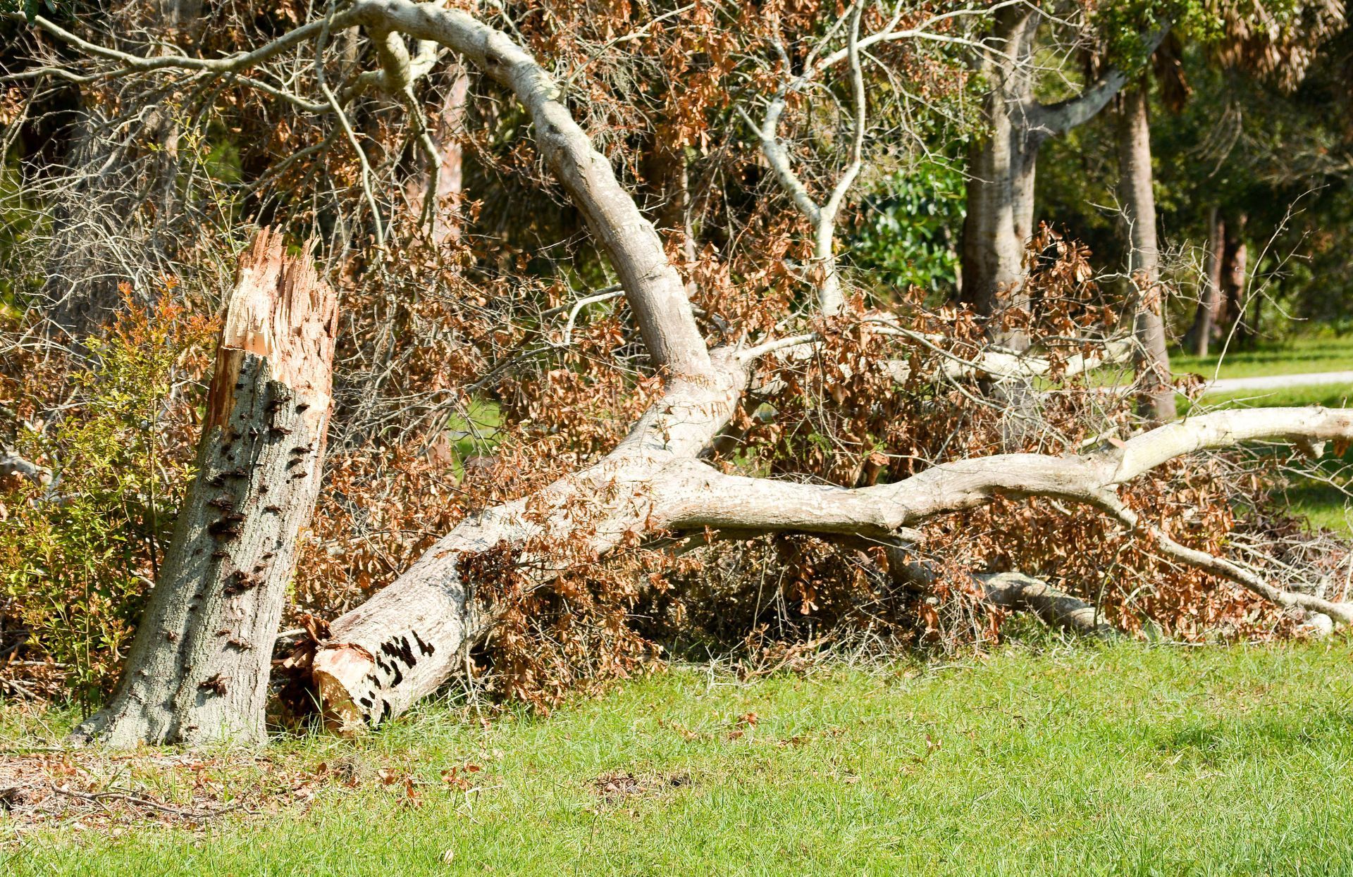 debris removal