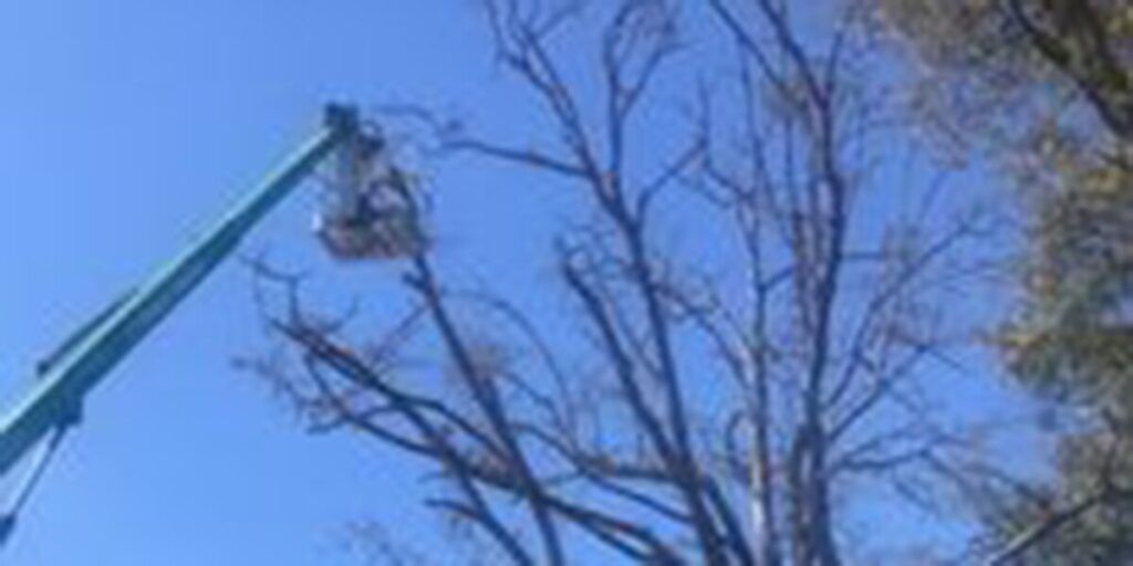 A tree trimming service is using a lift to reach the tree's branches against a clear blue sky.