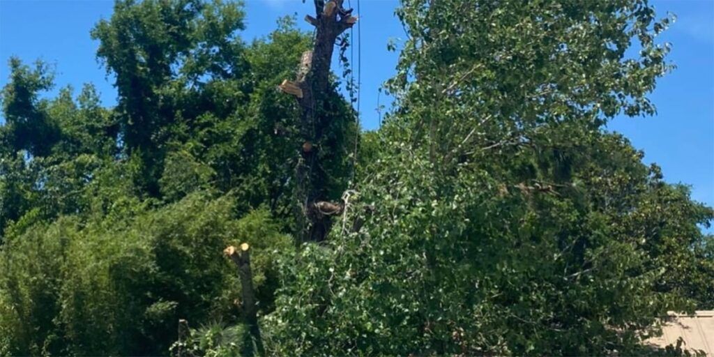 Tree being cut down, suspended in the air. Blue sky in the background.