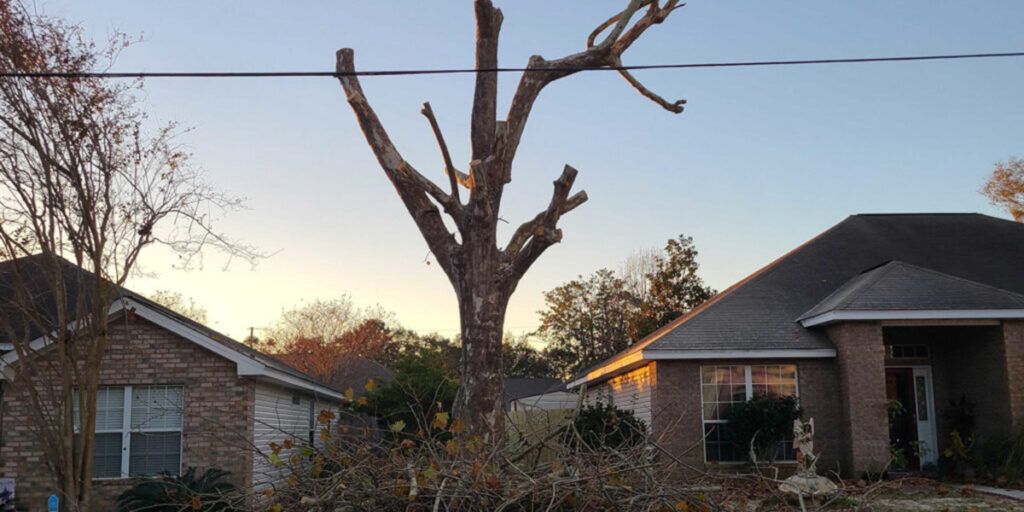 A tree with most branches cut off stands between two brick houses under a blue sky.