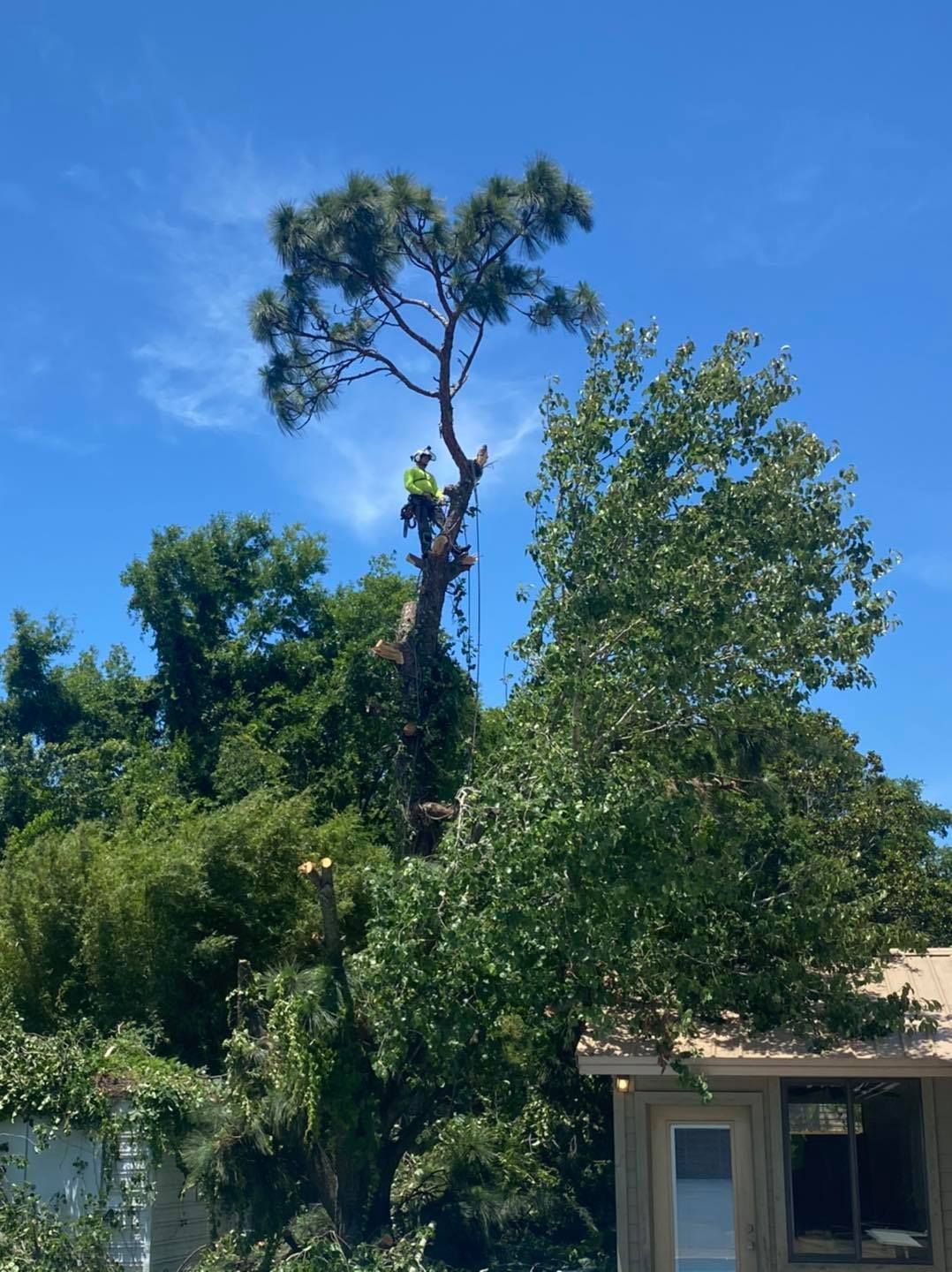 A tree trimmer on a tall pine tree, blue sky, surrounded by other trees.