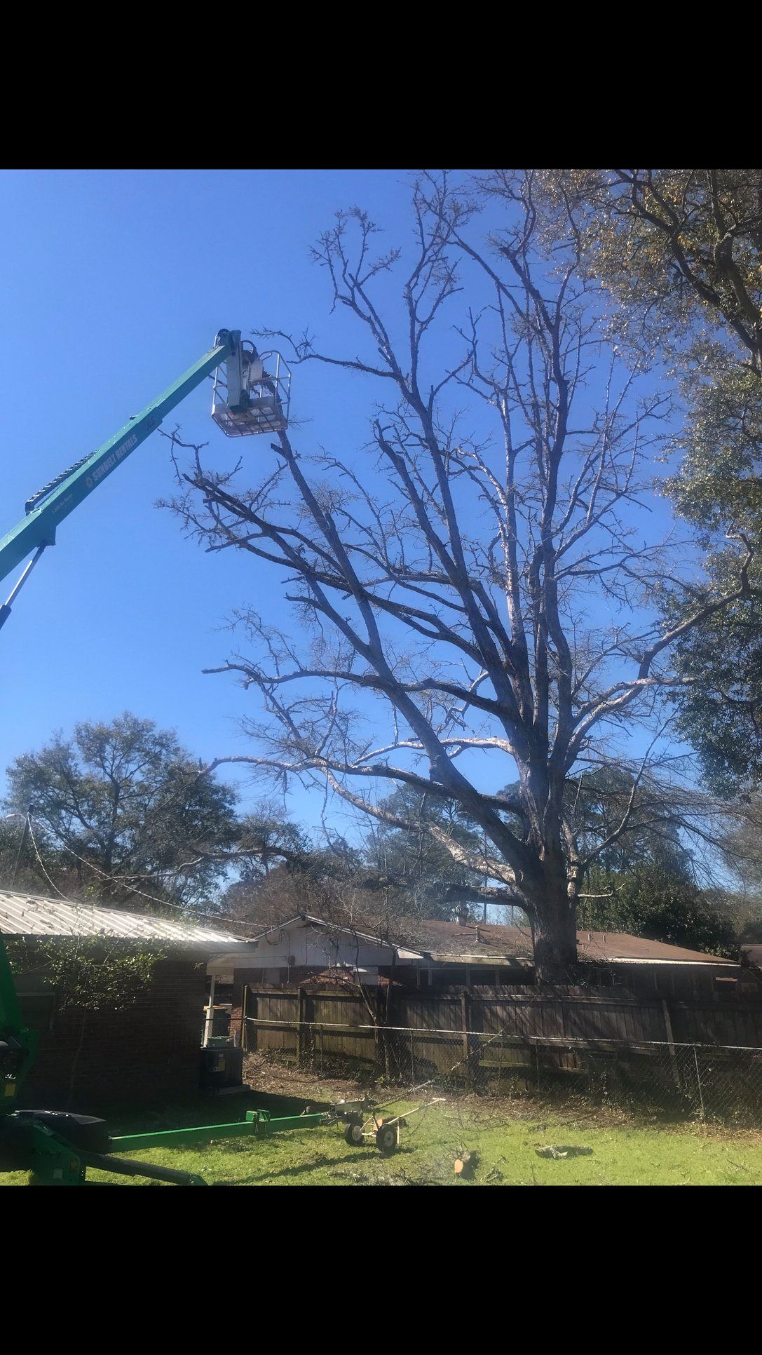 A tree being trimmed by a worker in a lift, blue sky.