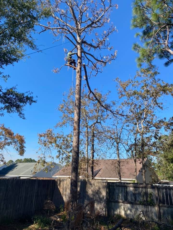 Person pruning a tall tree with sparse branches, set against a blue sky, fence, and rooftops.