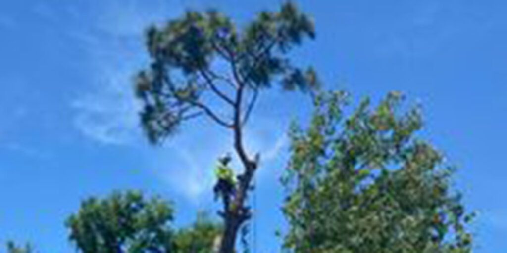 A tree worker in a tree, against a clear blue sky.