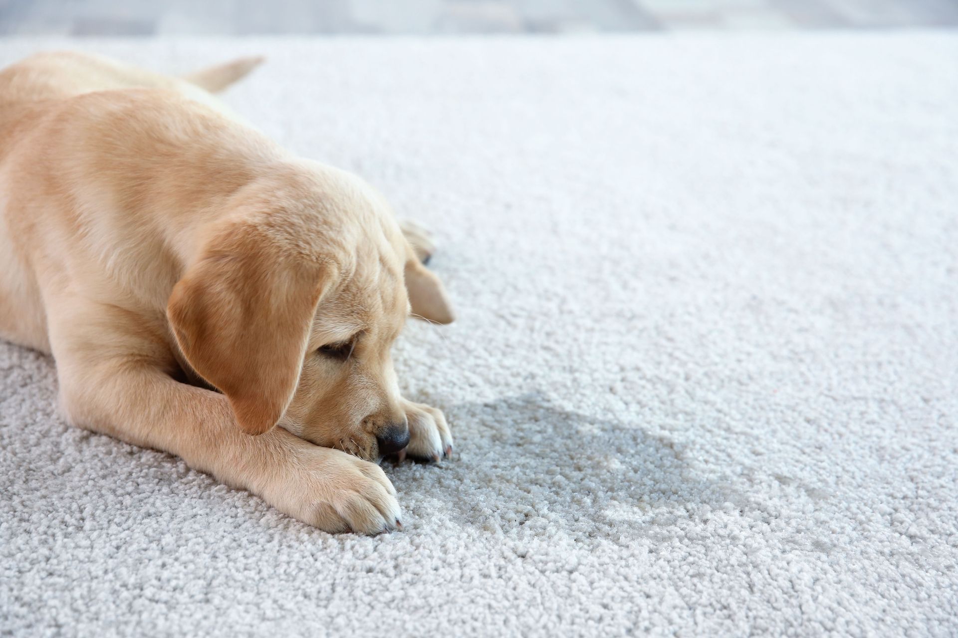 Dirty Dog Carpet, Surface and Duct Cleaning