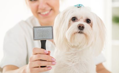 Nancy's grooming store