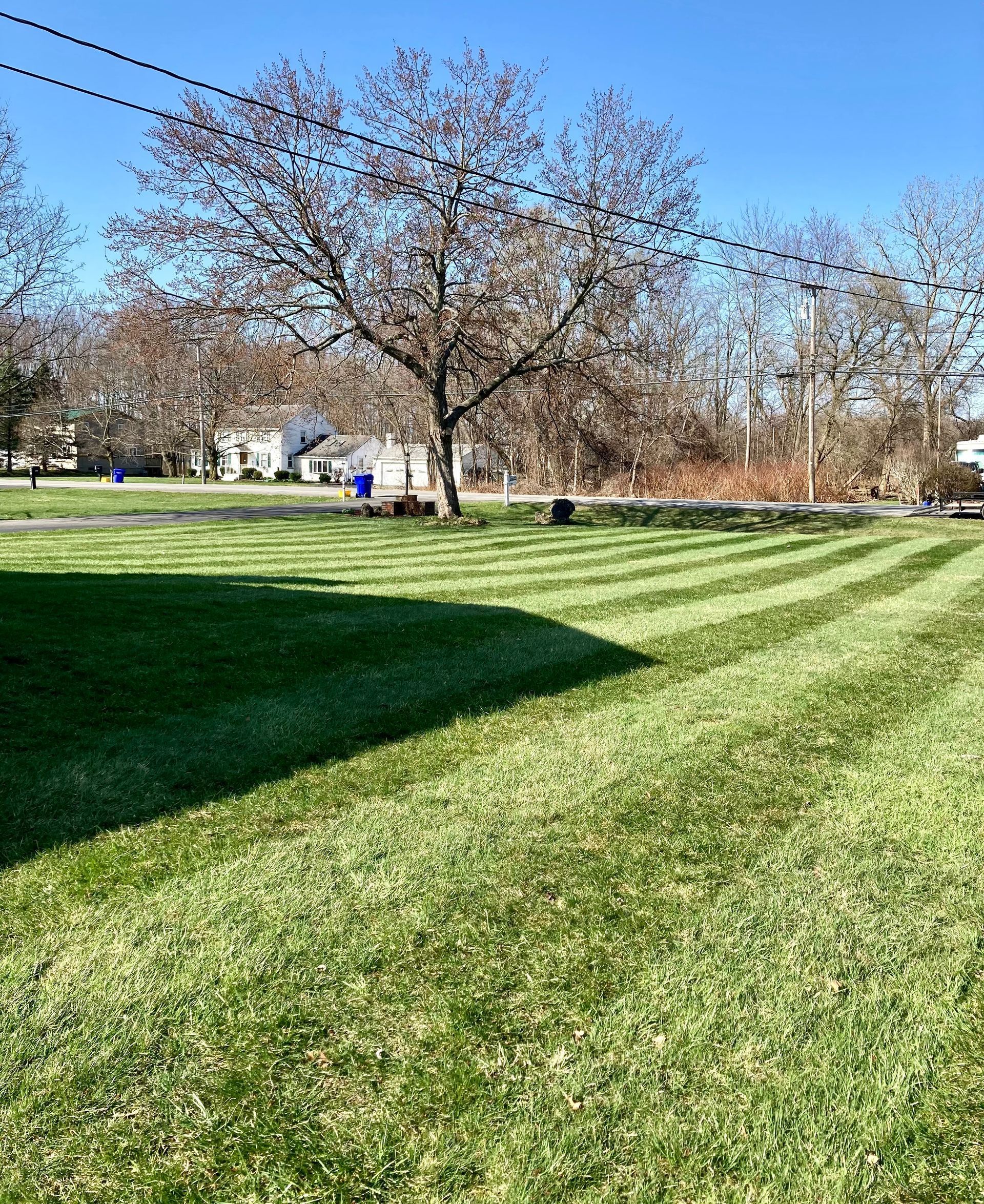 a lush green lawn with a tree in the background on a sunny day