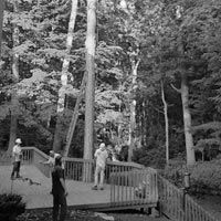Tree Service