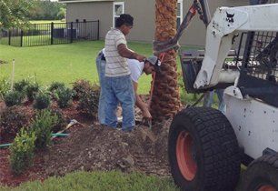 Tree and Lawn Installation