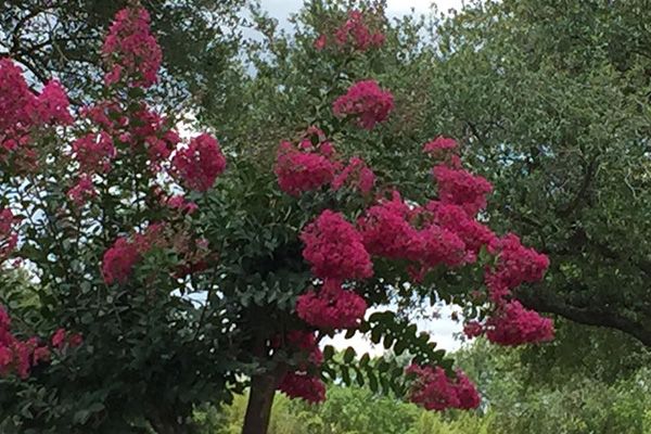 Live Oak Memorial Park