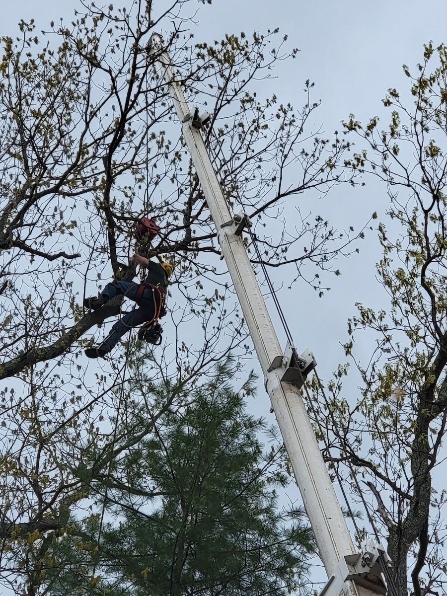 Man in safety gear trimming tree branches from an elevated lift. Sky overhead.