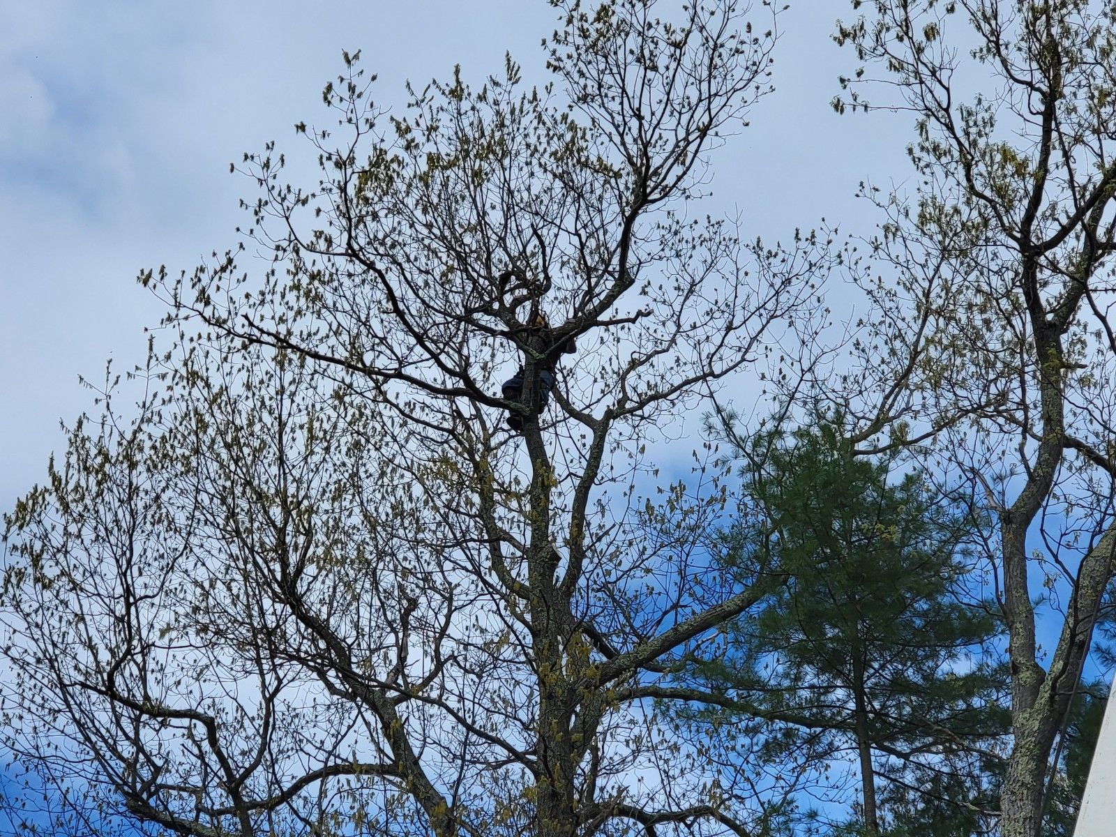 Tree with sparse leaves against a partly cloudy sky.