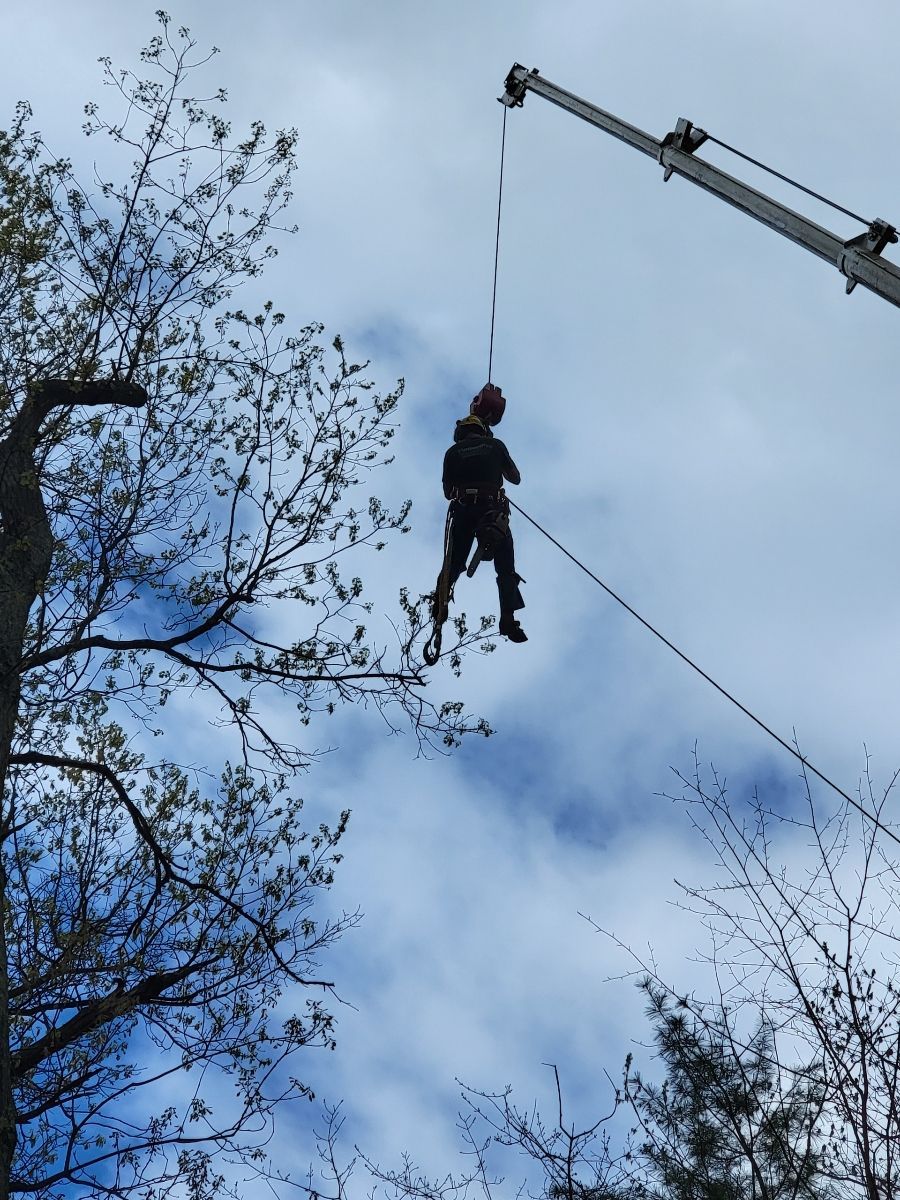 Person suspended in the air by a crane; safety harness visible. Sky and tree branches in background.