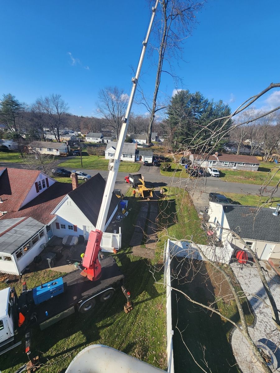 Crane trimming tall trees in a residential neighborhood on a sunny day.