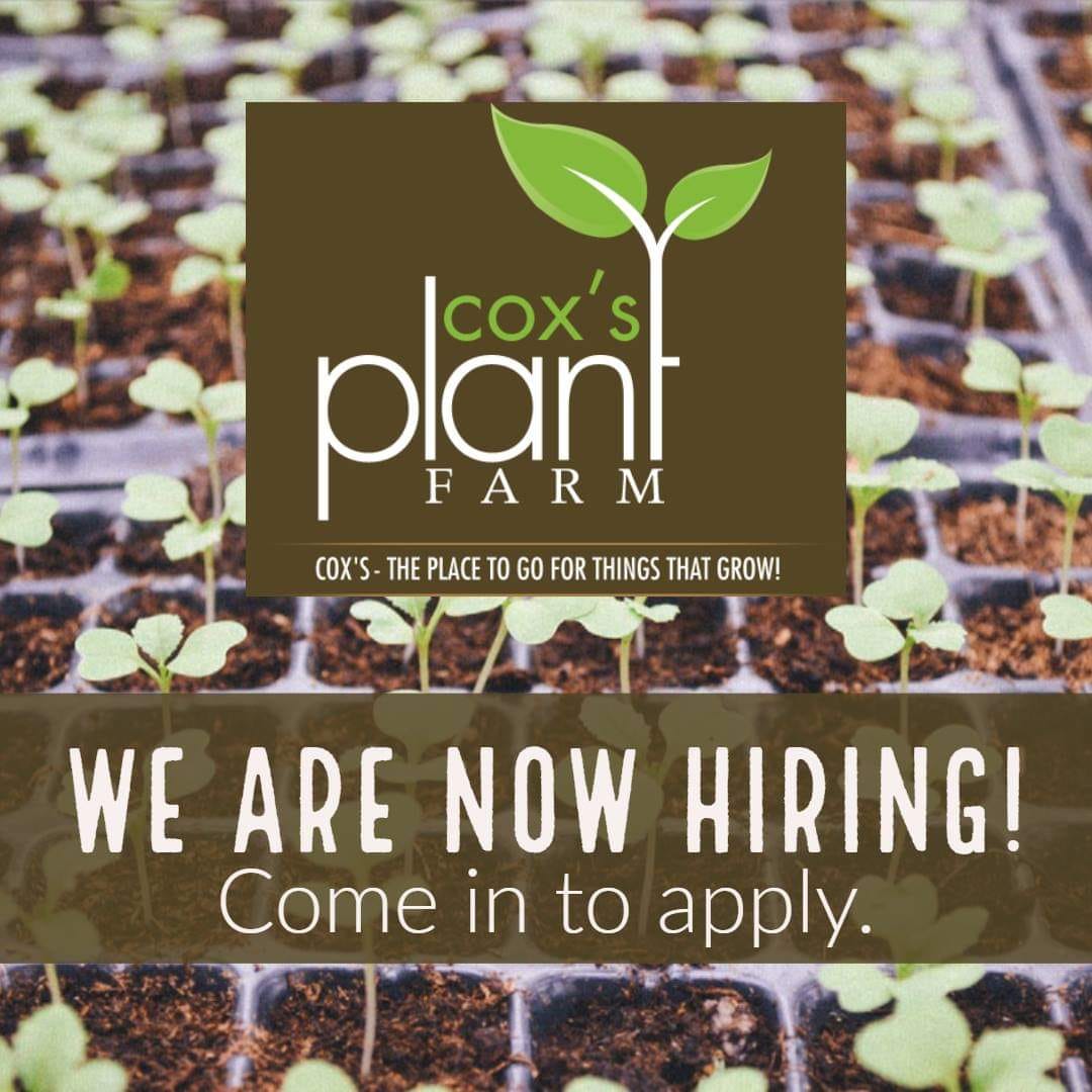 Spring Catalog Cox's Plant Farm