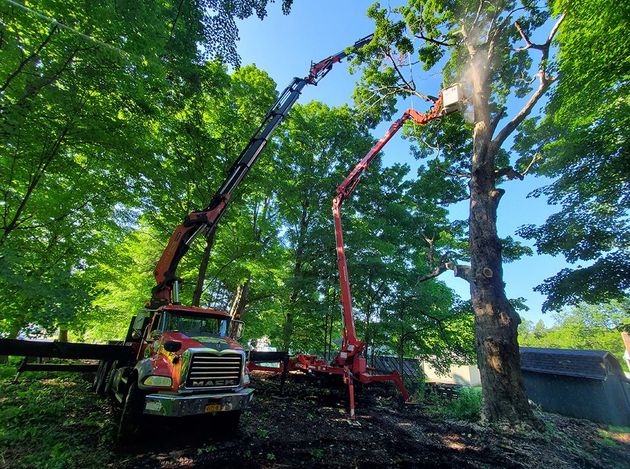 Two red cherry pickers working around a tall tree in a leafy park under bright sunlight