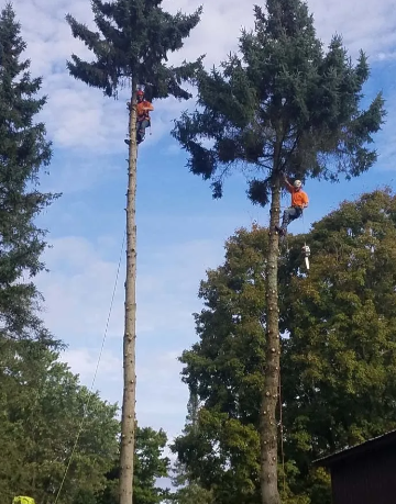 Two climbers in orange gear trimming tall trees against a cloudy sky
