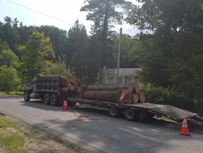 Logging truck and flatbed trailer loaded with cut logs on a road, marked by orange cones, surrounded by trees