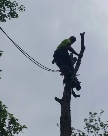 Utility worker trimming a tall tree with a chainsaw near power lines