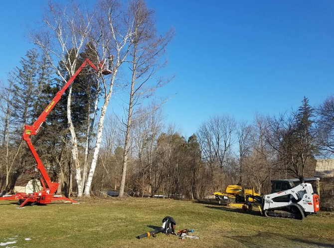 Red cherry picker beside birch trees and a white truck in a grassy field under a blue sky