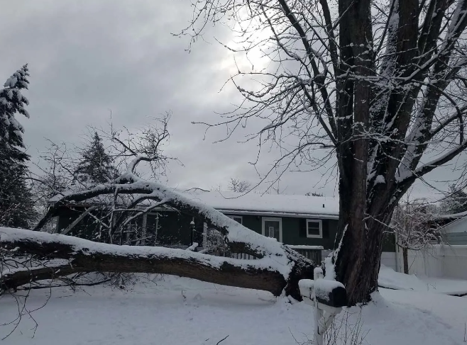 Snow-covered fallen tree and house in a winter yard under a cloudy sky.