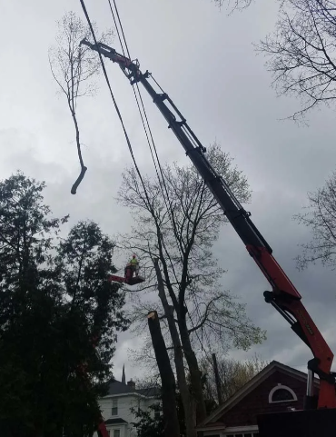 Crane lifting a tree limb near a house on a cloudy day
