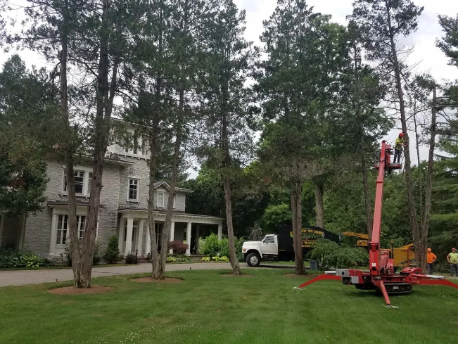 Tree service truck beside a large house with tall pines in the yard