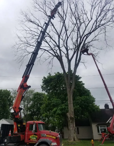 Two tree-service trucks trimming a tall leafless tree with boom cranes