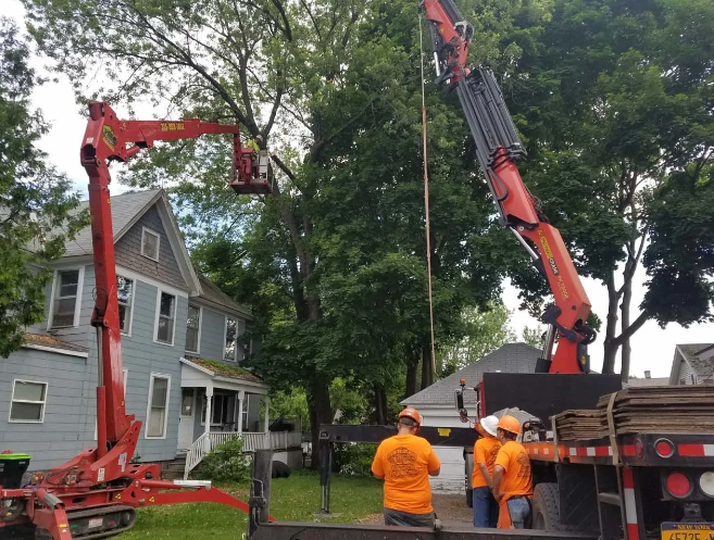 Tree service crew using two red cranes to lift a large tree near a house in a residential yard