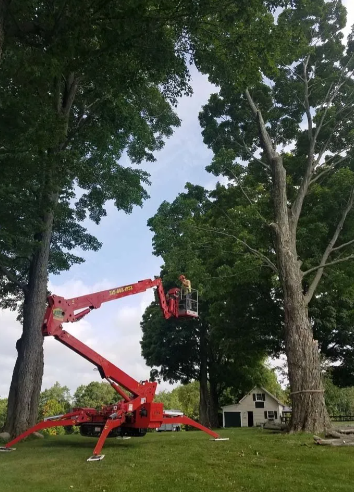 Red boom lift raising a worker to trim a tall tree in a yard between large trees and a house.