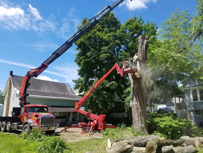 Crane truck removing a large tree beside a house on a sunny day