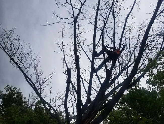 Person climbing a bare tree branch against a cloudy sky