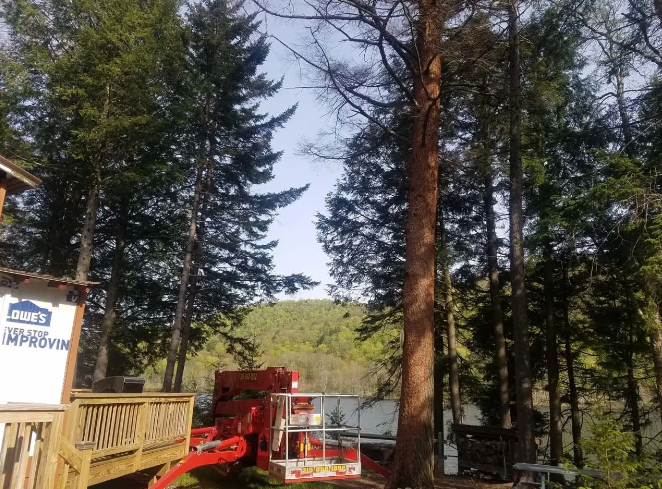 Tall pine trees surround a red utility truck and wooden deck in a wooded yard.