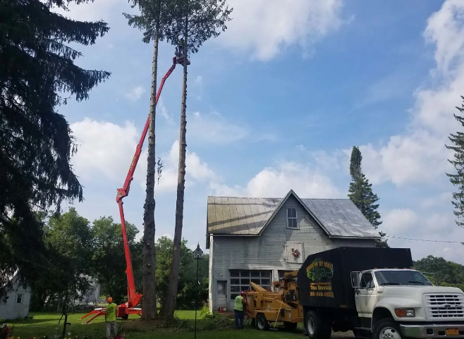 Bucket truck trimming tall trees beside a small house on a sunny day