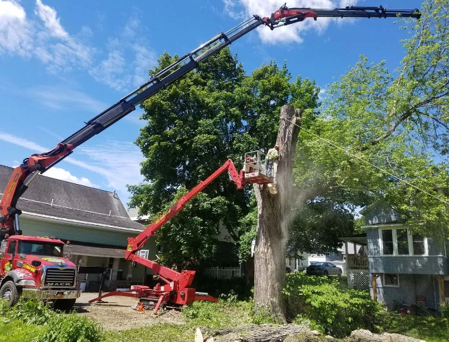 Tree trimming crew using cherry pickers beside a large tree in a suburban yard