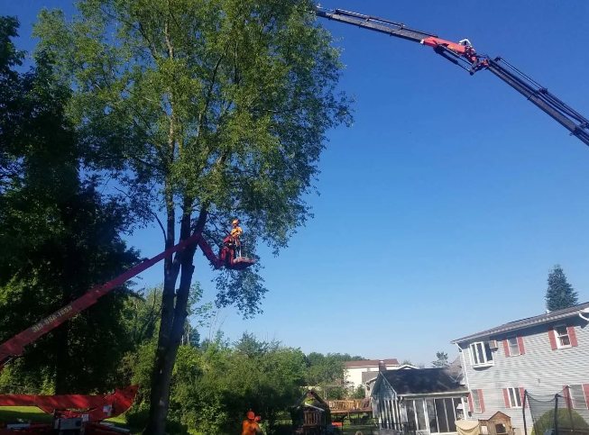 Tree workers trimming a tall tree with bucket trucks near houses on a sunny day