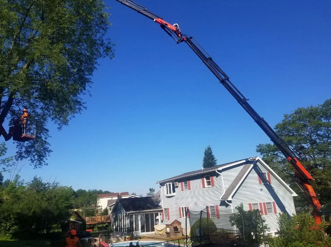 Tree crew using a cherry picker to trim branches near a house on a sunny day