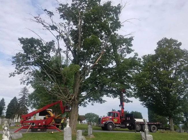 Workers using red lifts to trim large trees in a grassy park under a cloudy sky