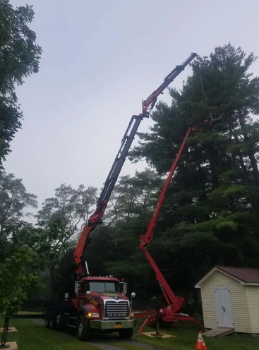 Two cherry pickers lifting a worker among tall pine trees beside a house