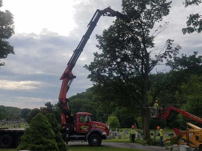 Red crane truck lifting a tree limb beside a wooded roadside at dusk