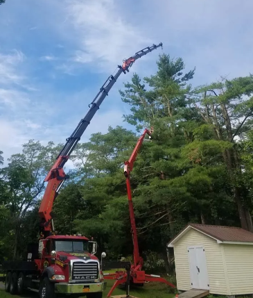 Red crane truck with extended boom lifting a tree beside a small shed in a wooded yard.