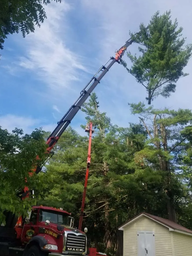 Crane truck lifting a tree beside a small house in a wooded yard