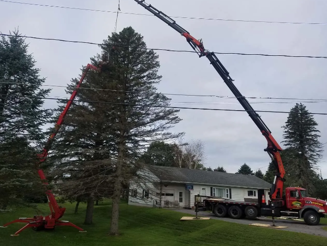 Tree being removed by two red crane trucks near a house and power lines.