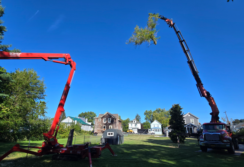 Two red crane trucks lifting tree branches in a grassy yard under a clear blue sky.