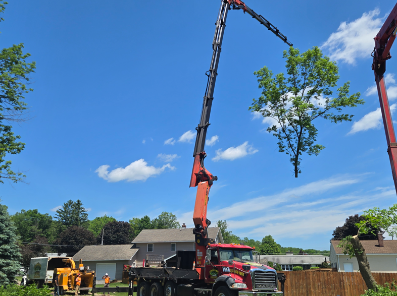 Crane lifting a large tree branch beside a house on a sunny day