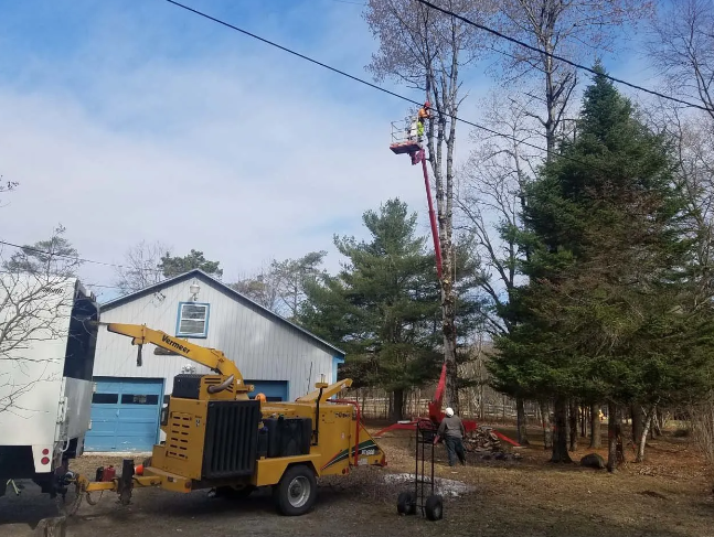 Utility truck trimming tall tree beside house, with bucket lift and wood chipper in yard