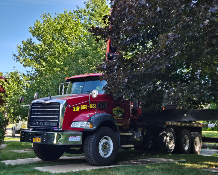 Red semi-truck with a black trailer parked on a leafy residential street