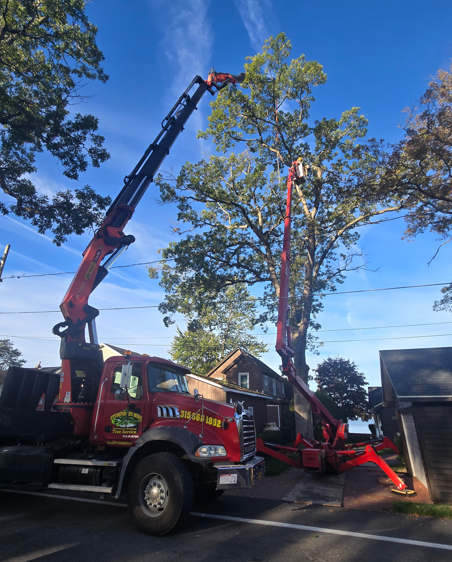 Red crane truck lifting a tall tree beside a house under a blue sky