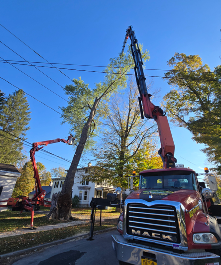 Two cherry pickers trimming a tall tree beside a house and power lines on a sunny street.
