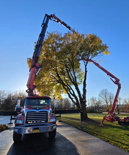 Two crane trucks lifting a tree beside a road under a blue sky